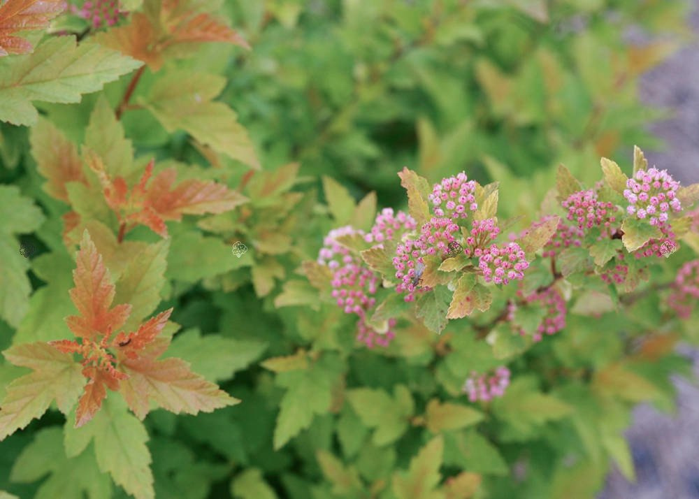 Pęcherznica kalinolistna Tiny Wine Gold PBR (kula) Physocarpus opulifolius C7,5
