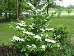 Kalina japońska St Keverne Viburnum plicatum C3