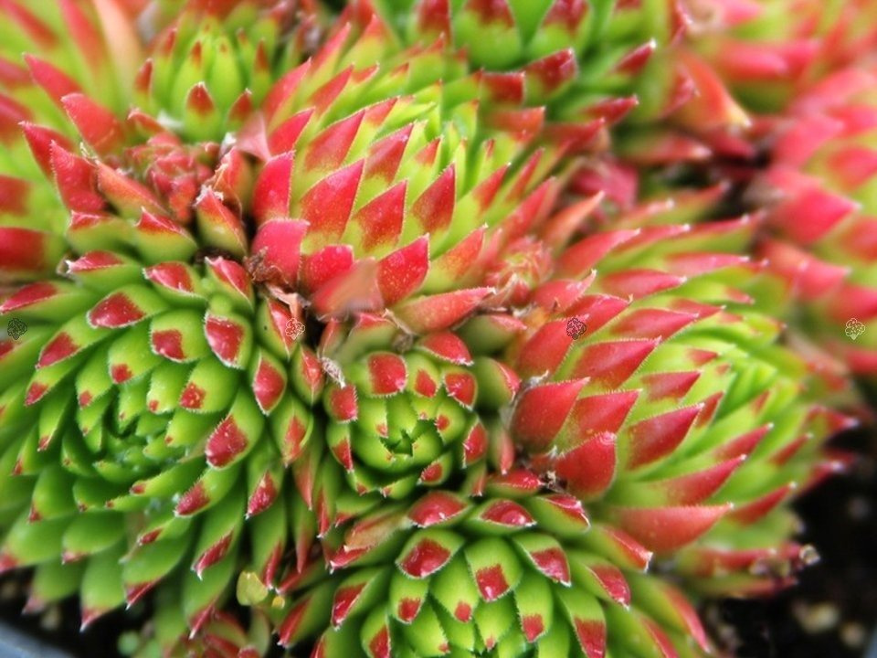 Rojnik pospolity Sempervivum soboliferum P9