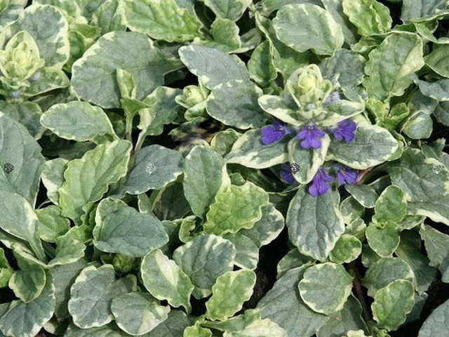 Dąbrówka rozłogowa Variegata Ajuga reptans P9
