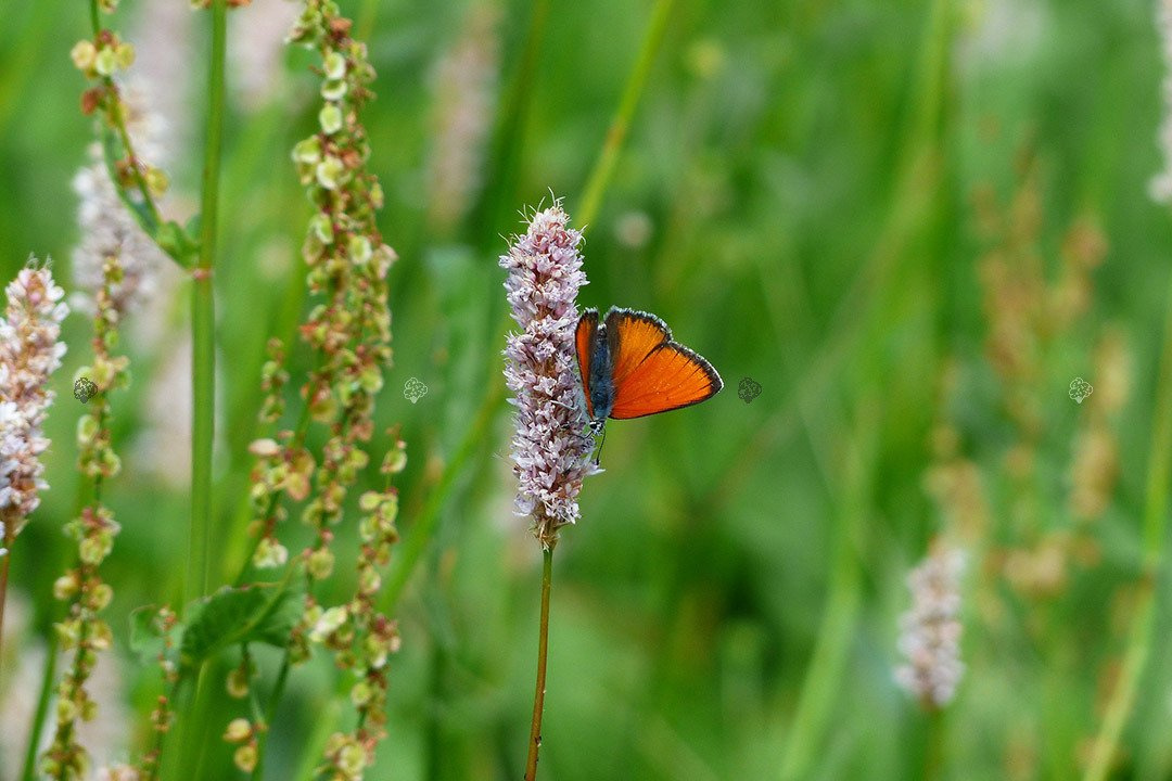 Rdest wężownik Persicaria bistorta P9