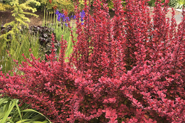 Berberys Thunberga Orange Rocket PBR Berberis thunbergii C2