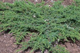 Jałowiec pospolity Green Carpet Juniperus communis P9