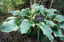 Funkia Regal Splendor Hosta