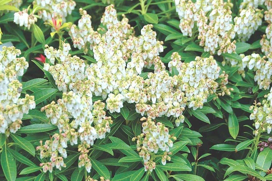 Pieris japoński Debutante Pieris japonica C1,5