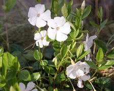 Barwinek pospolity Gertrude Jekyll Vinca minor P9