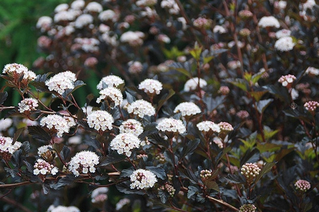 Pęcherznica kalinolistna Summer Wine PBR Physocarpus opulifolius C3