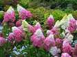 Hortensja bukietowa Fraise Melba PBR Hydrangea paniculata C5