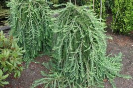 Modrzew japoński Stiff Weeper Larix kaempferi C2