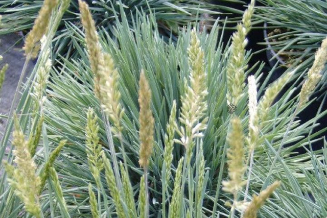Strzęplica sina Koeleria glauca P9