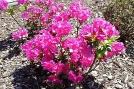 Azalia japońska Rubinstern Rhododendron obtusum C2