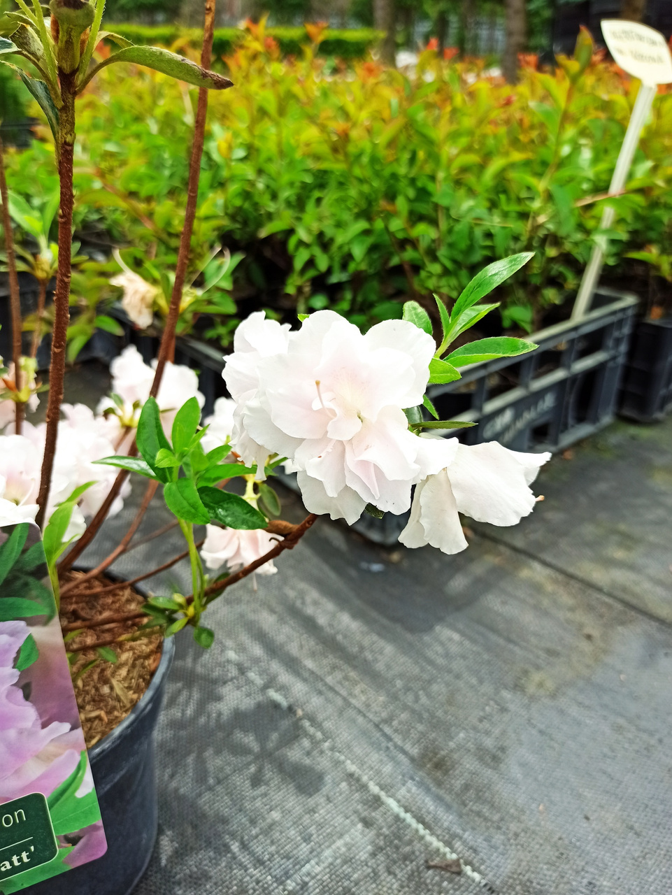 Azalia japońska Eliza Hyatt Rhododendron obtusum C2