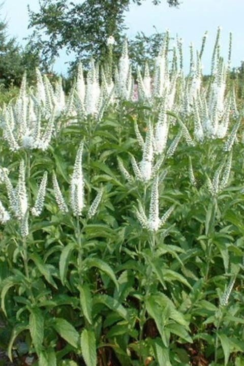 Przetacznik długolistny Schneeriesin Veronica longifolia C2