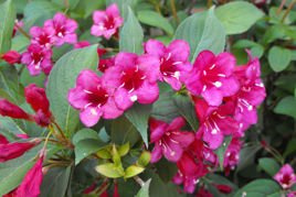 Krzewuszka cudowna Lucifer Weigela florida C2