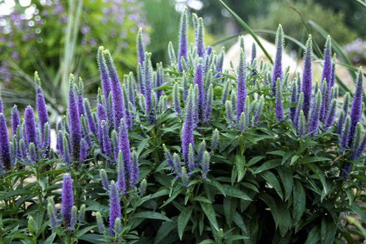 Przetacznik kłosowy Nana Blauteppich Veronica spicata P9