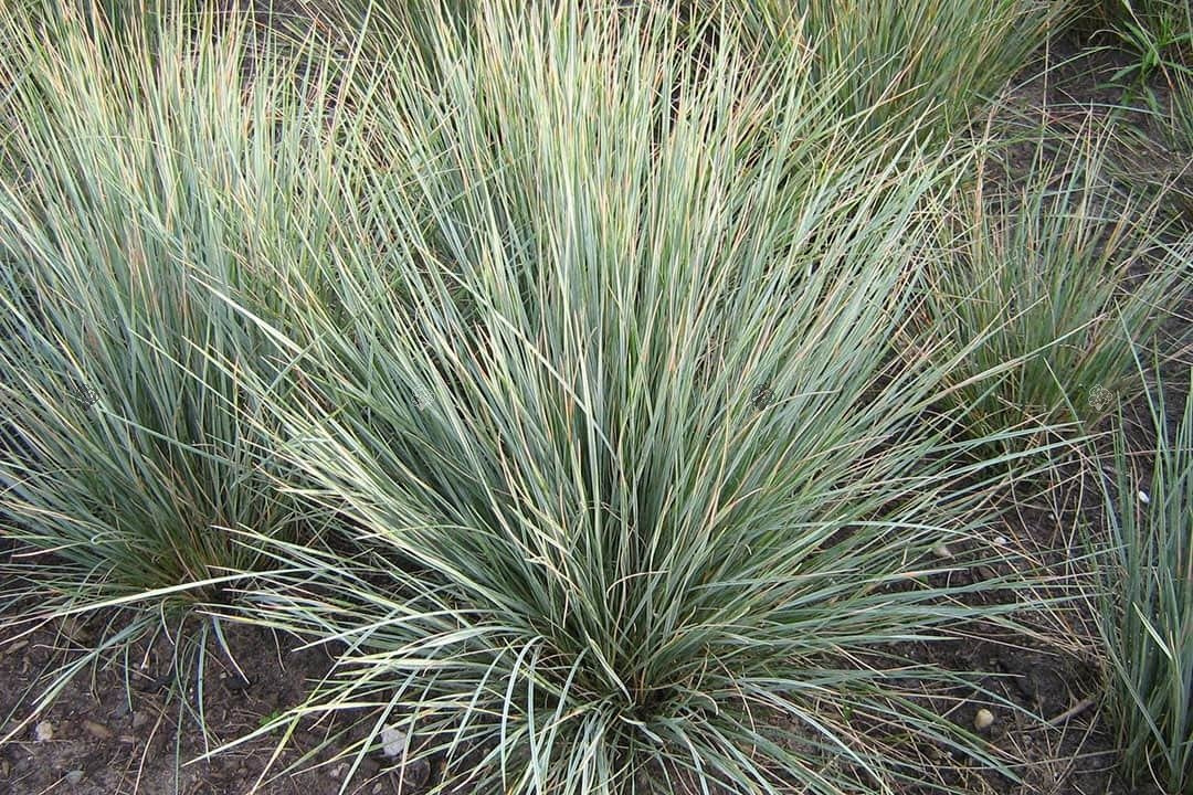 Strzęplica sina Koeleria glauca P9
