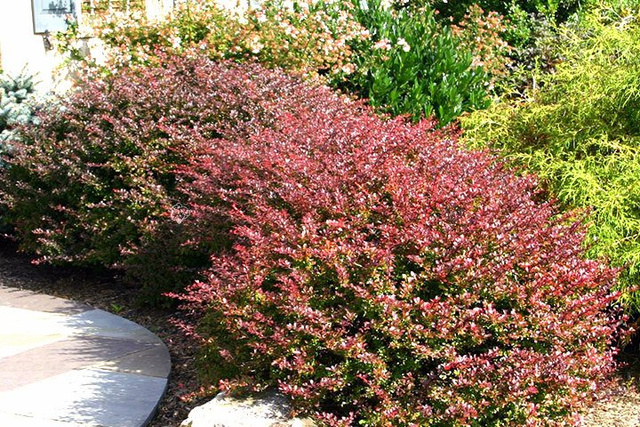 Berberys Thunberga Atropurpurea Berberis thunbergii P9