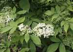 Bez czarny Aurea Sambucus nigra C3