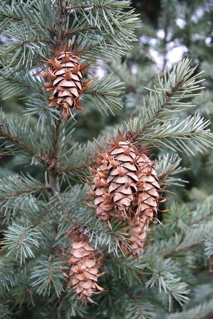 Daglezja zielona odm. sina Pseudotsuga menziesii var. glauca C2