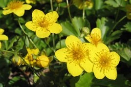 Pragnia syberyjska Waldsteinia ternata P9
