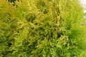 Tuja Rheingold Thuja occidentalis C3