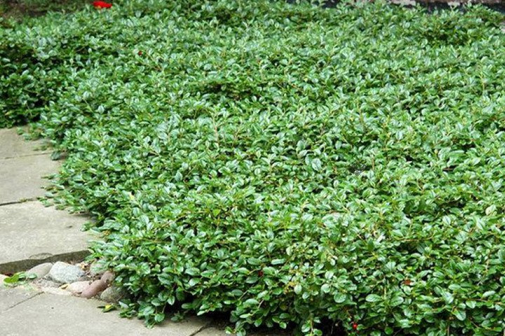 Irga płożąca Dammera Major Cotoneaster dammeri P9