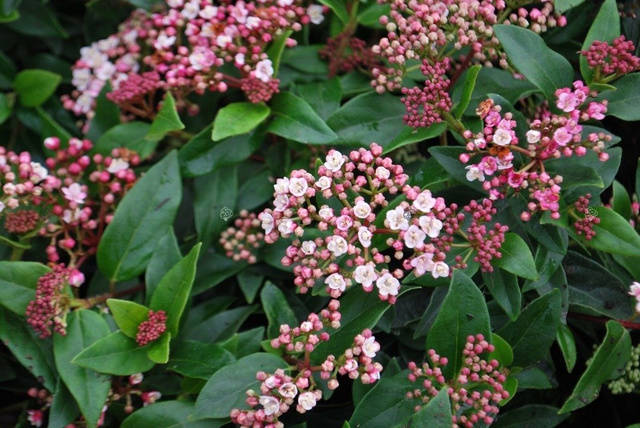 Kalina wawrzynowata Eve Price Viburnum tinus C2