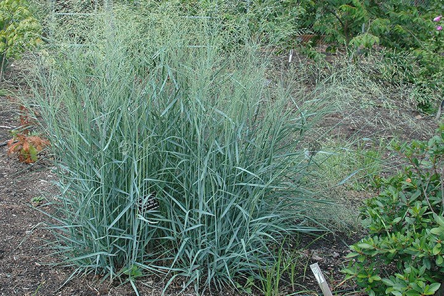 Proso rózgowate Panicum virgatum P9