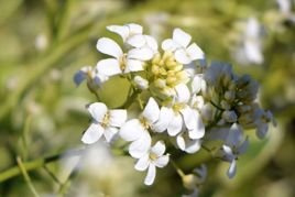 Gęsiówka macedońska Old Gold Arabis ferdinandi-coburgii P9