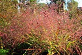 Miłka okazała Eragrostis spectabilis P9