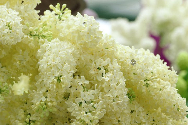 Lilak pospolity Primrose Syringa vulgaris C2