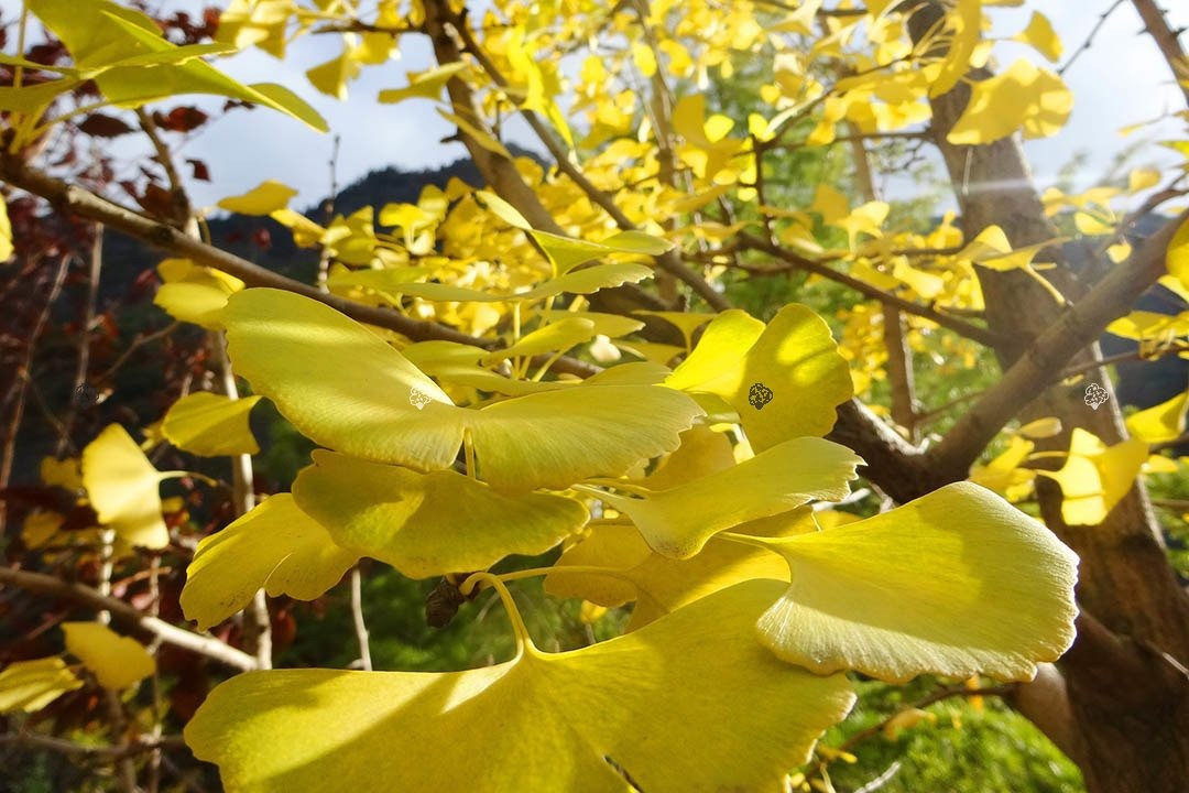 Miłorząb dwuklapowy Ginkgo biloba C5