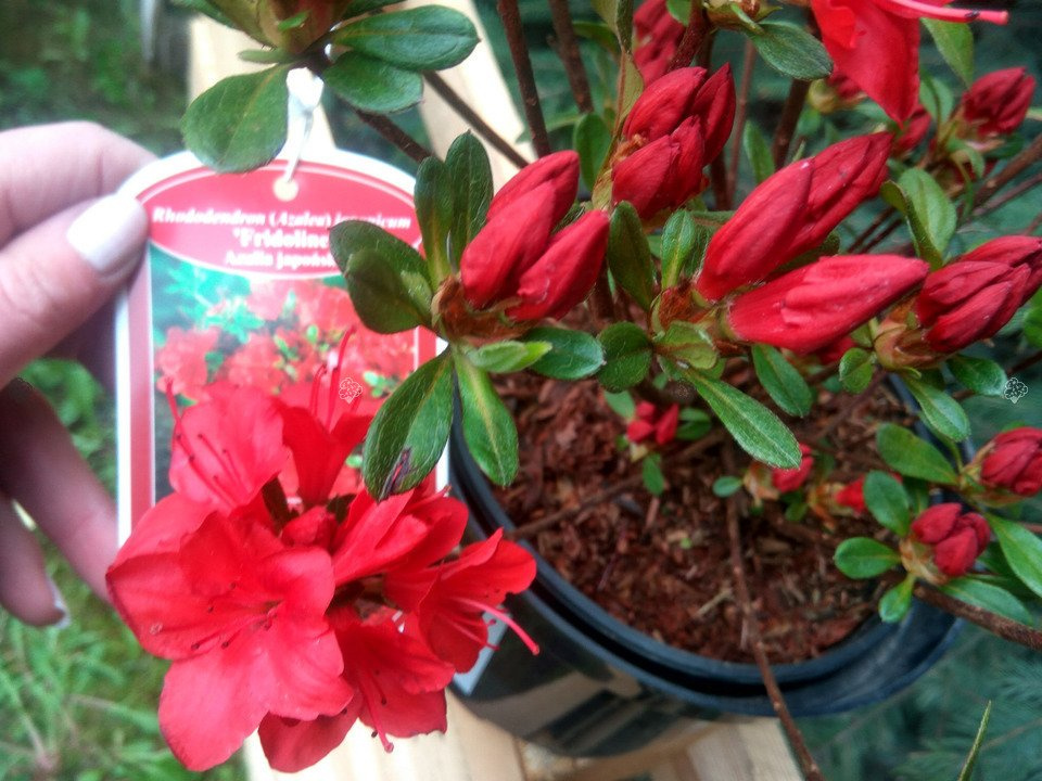Azalia japońska Fridoline Rhododendron obtusum C2