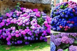 Hortensja ogrodowa Masja Hydrangea macrophylla C2