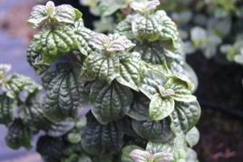 Dereń świdwa Compressa Cornus Sanguinea C2