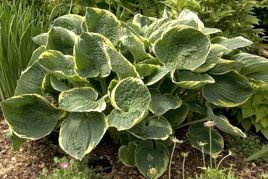Funkia Christmas Tree Hosta C2