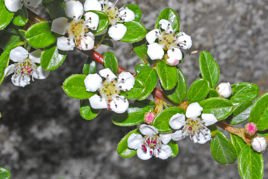 Irga pozioma Cotoneaster horizontalis P9