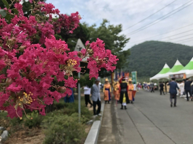 Lagerstroemia indyjska fioletowa Lagerstroemia indica C2