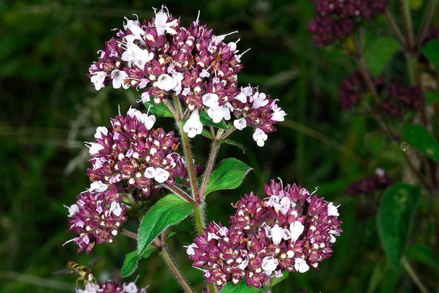 Lebiodka pospolita Origanum vulgare P9