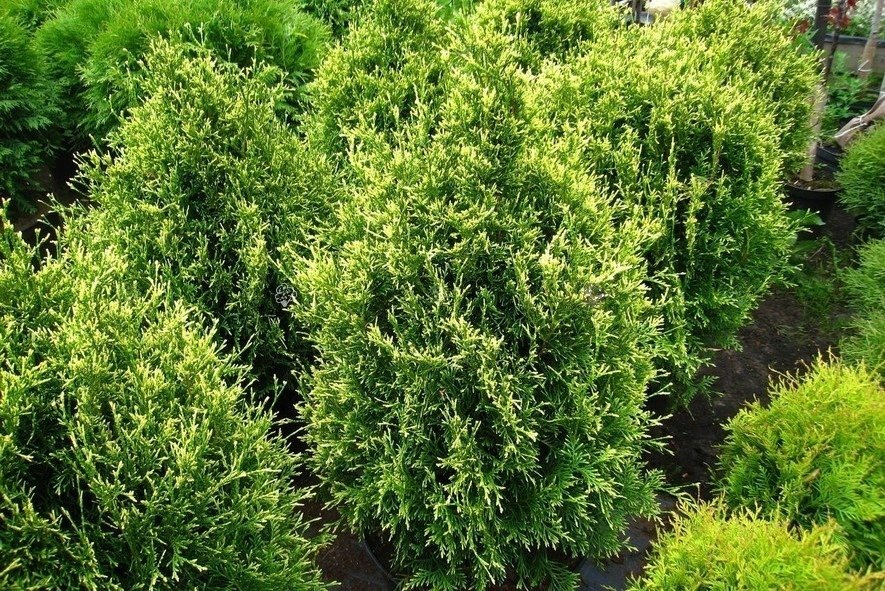 Tuja Stolwijk Thuja occidentalis P9