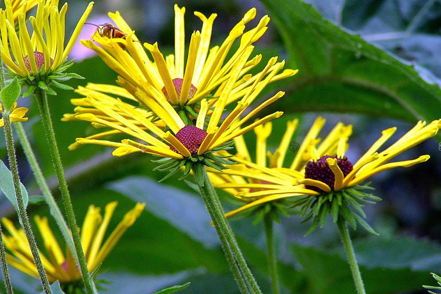 Rudbekia nibykutnerowata Little Henry Rudbeckia subtomentosa C2
