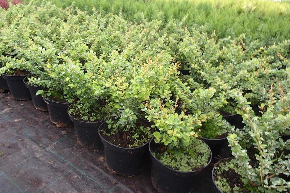 Berberys Thunberga Green Ornament Berberis thunbergii P9