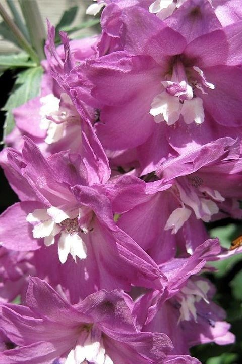 Ostróżka ogrodowa Magic Fountains Pink Delphinium C2
