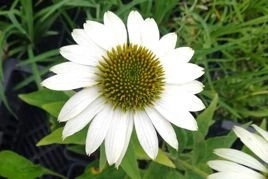 Jeżówka White Swan Echinacea P9