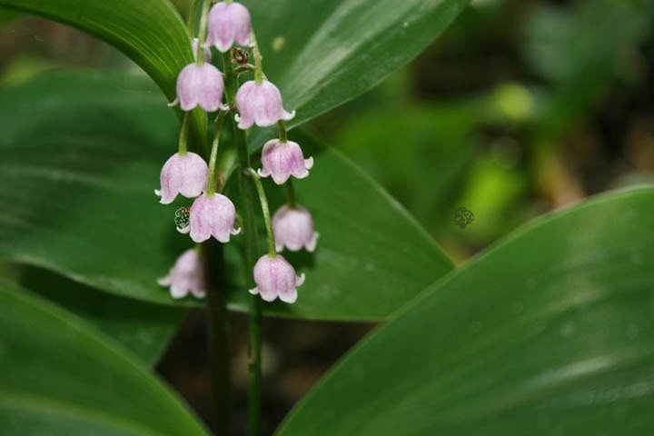 Konwalia majowa Rosea Convallaria majalis P9