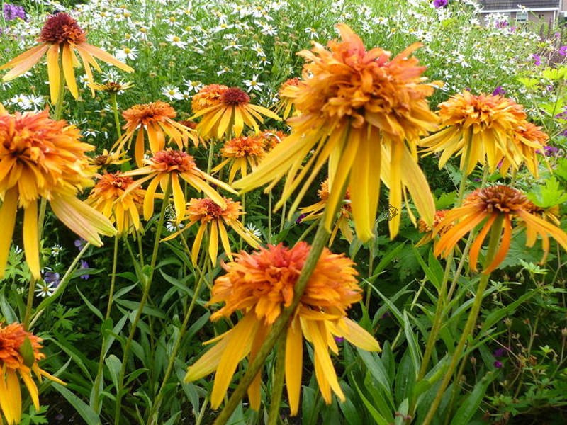 Jeżówka Marmalade PBR Echinacea C1,5