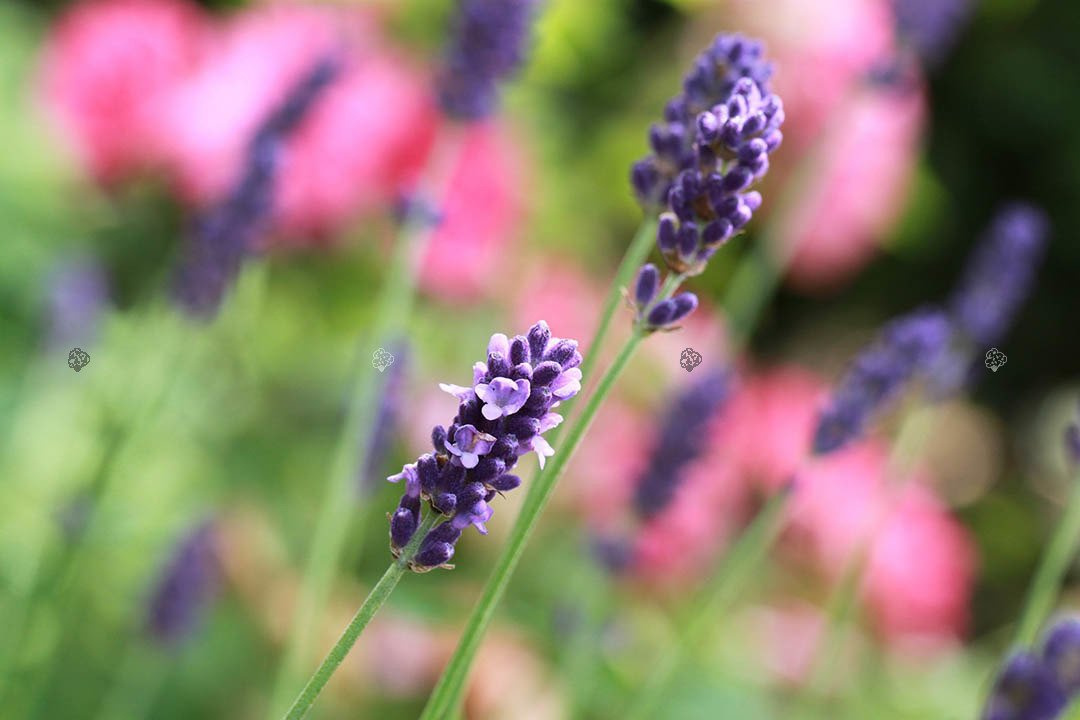 Lawenda pośrednia Pure Platinum Nico Lavandula intermedia P9