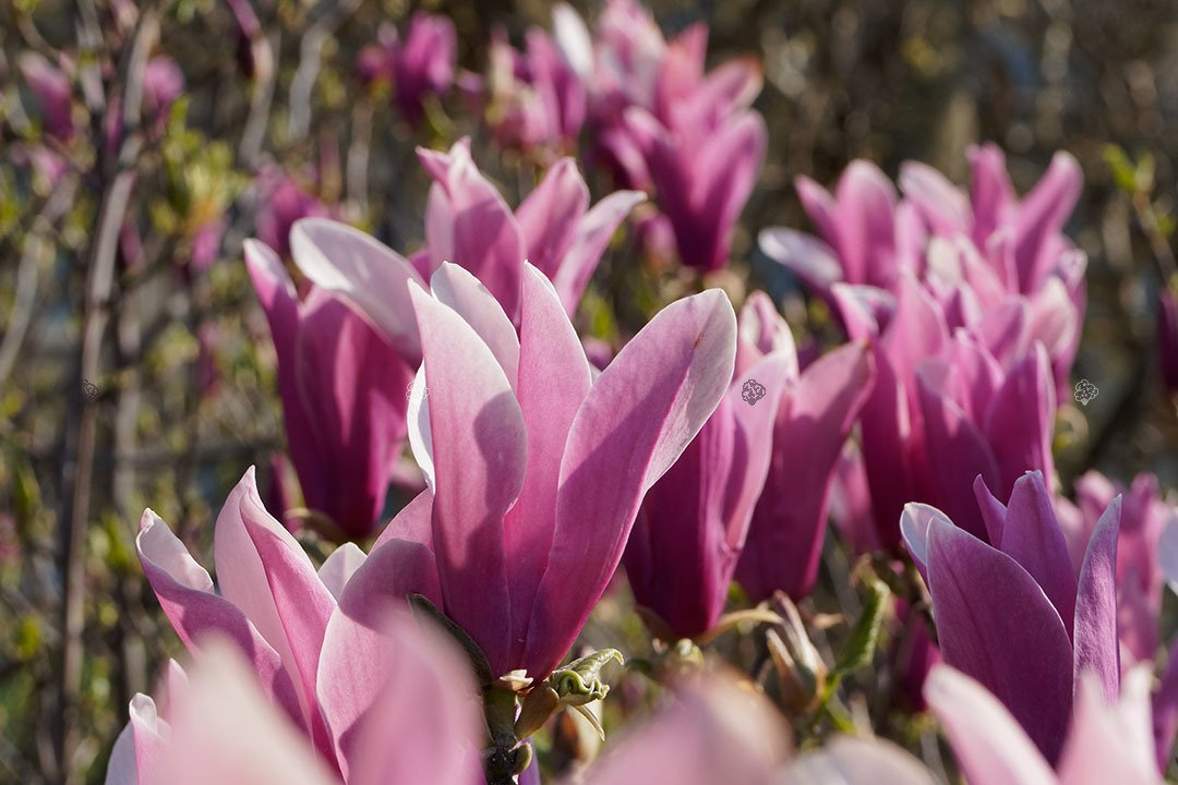 Magnolia purpurowa Nigra Magnolia liliiflora C2