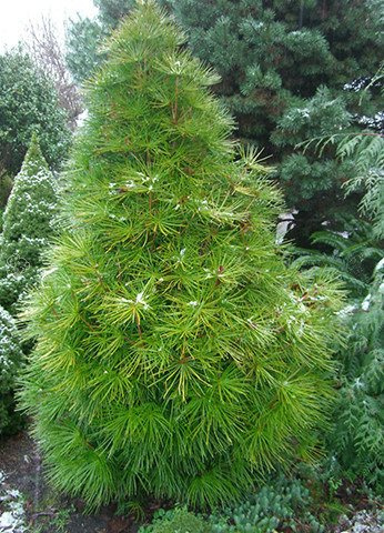 Sośnica japońska Sciadopitys verticillata C5