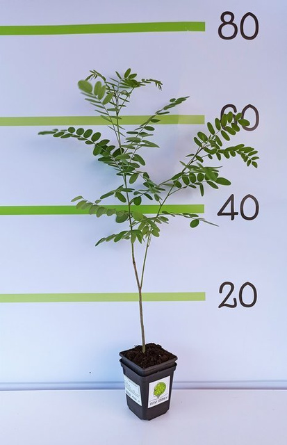 Amorfa krzewiasta Amorpha fruticosa P9